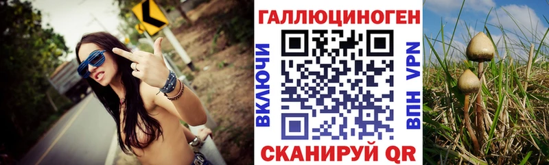 Галлюциногенные грибы Psilocybine cubensis  Салехард 